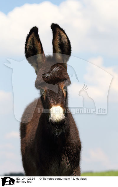 Eselfohlen / donkey foal / JH-12624