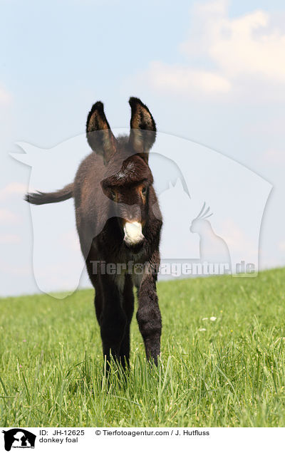 Eselfohlen / donkey foal / JH-12625
