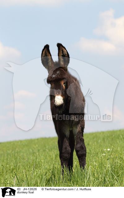 Eselfohlen / donkey foal / JH-12626