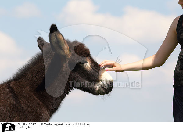 donkey foal / JH-12627