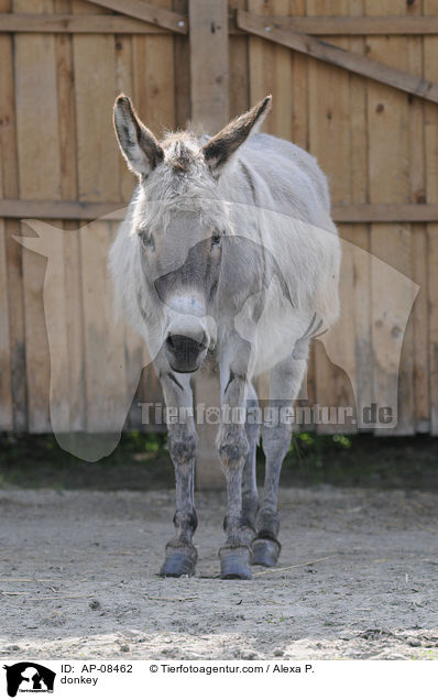 Esel / donkey / AP-08462