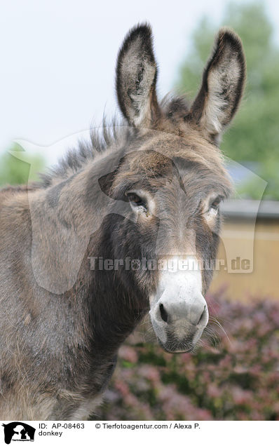 Esel / donkey / AP-08463