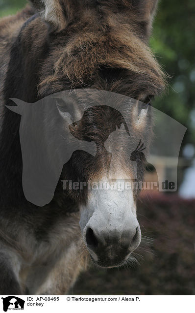 Esel / donkey / AP-08465
