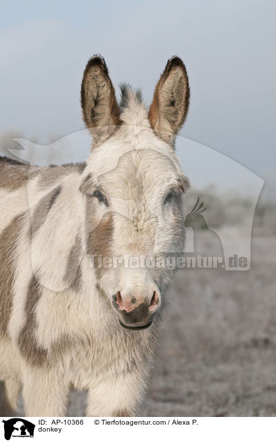 donkey / AP-10366