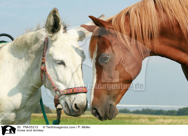 horse and donkey / PM-05212