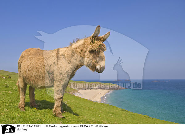 donkey / FLPA-01981