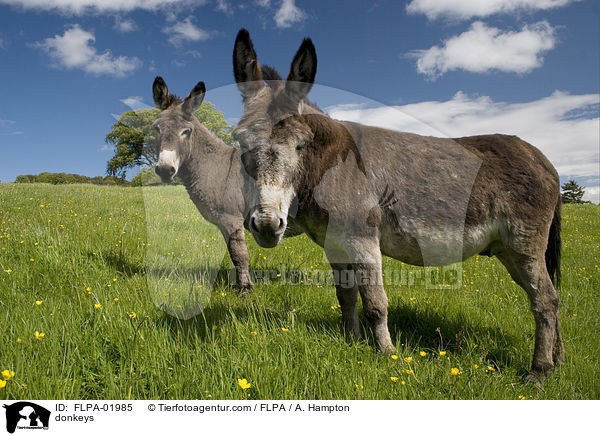 Esel / donkeys / FLPA-01985