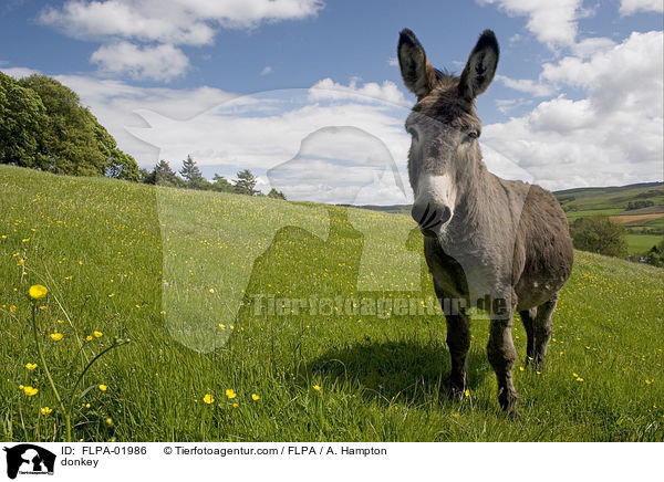 Esel / donkey / FLPA-01986