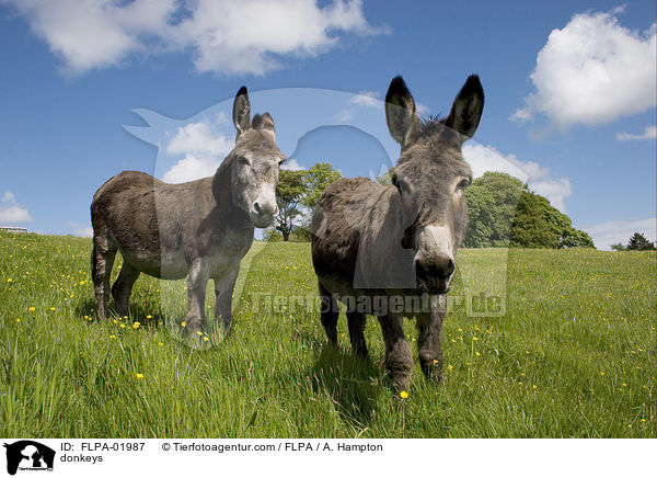 Esel / donkeys / FLPA-01987