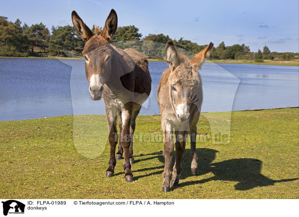 Esel / donkeys / FLPA-01989