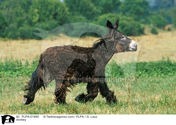 Esel / donkey / FLPA-01990