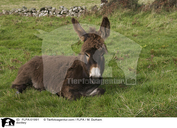 Esel / donkey / FLPA-01991