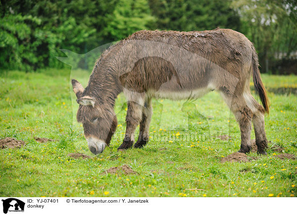 donkey / YJ-07401