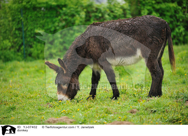 Esel / donkey / YJ-07402