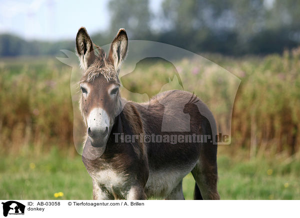Esel / donkey / AB-03058