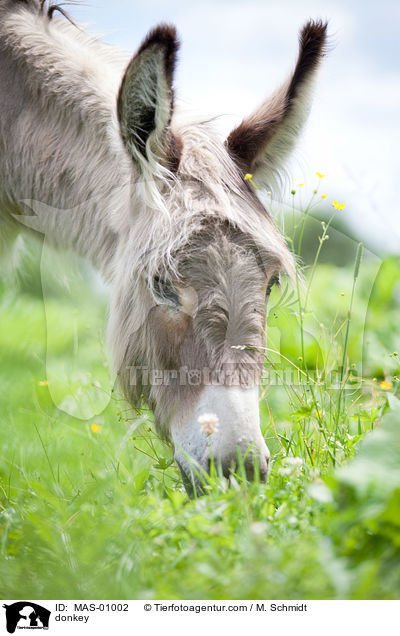 Esel / donkey / MAS-01002