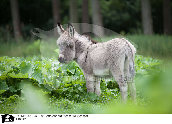 Esel / donkey / MAS-01005