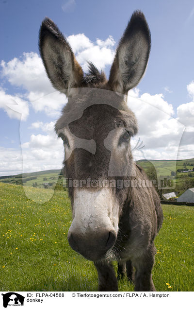 Esel / donkey / FLPA-04568