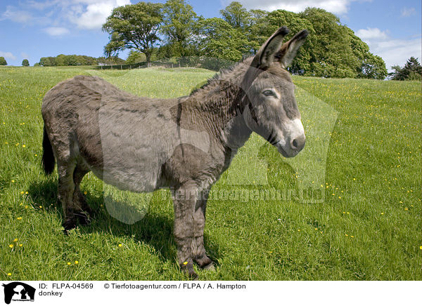Esel / donkey / FLPA-04569