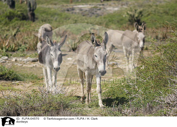 donkeys / FLPA-04570