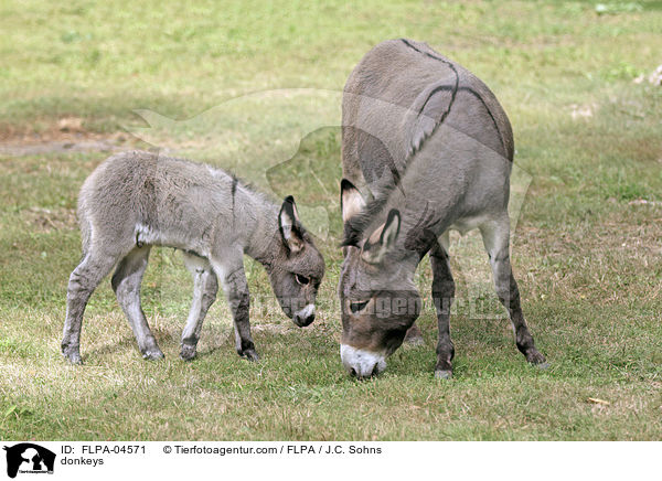 Esel / donkeys / FLPA-04571