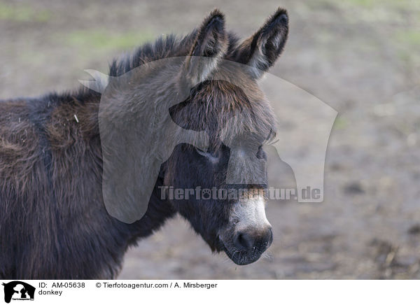 donkey / AM-05638
