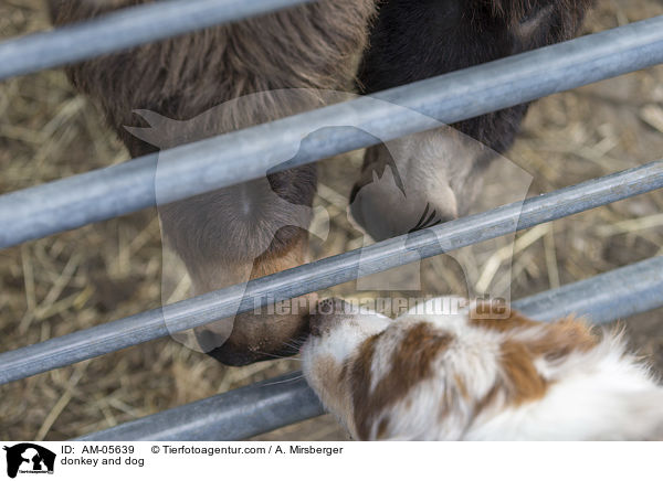 donkey and dog / AM-05639