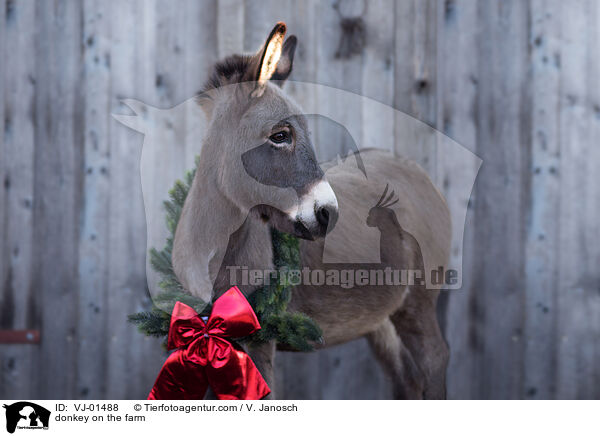 Esel auf dem Bauernhof / donkey on the farm / VJ-01488
