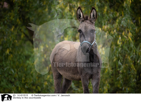 Donkey in the countryside / VJ-01515