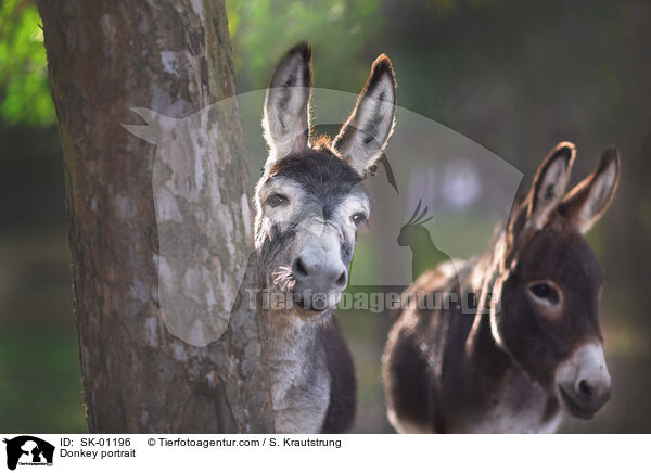Esel Portrait / Donkey portrait / SK-01196