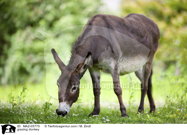 grazing donkey / MAZ-05775