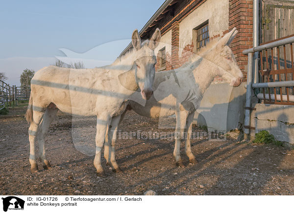 white Donkeys portrait / IG-01726