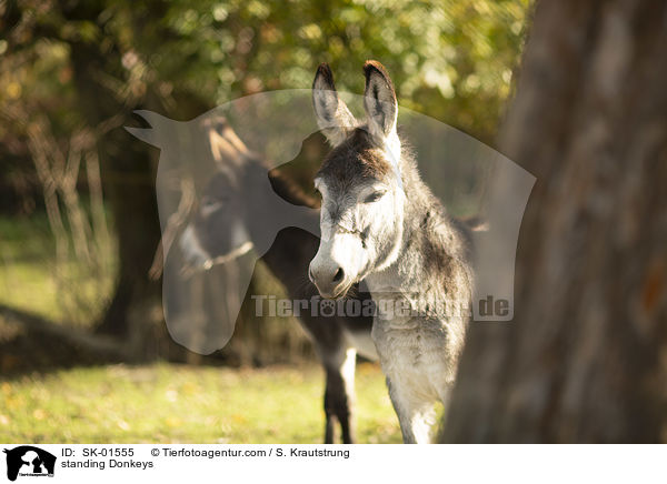 standing Donkeys / SK-01555