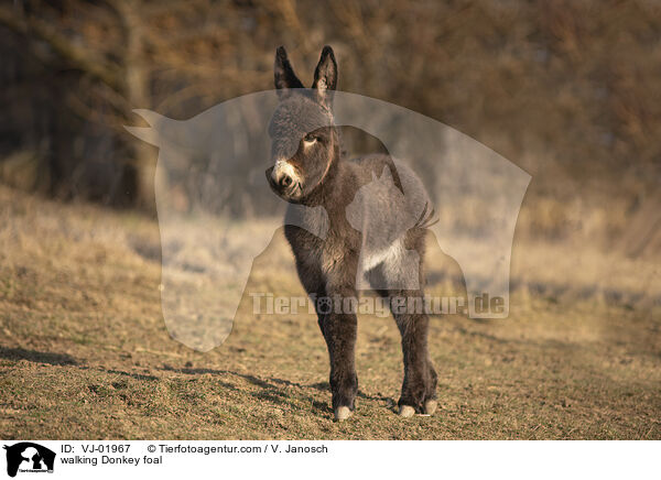 walking Donkey foal / VJ-01967