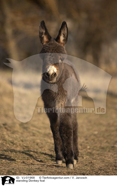 standing Donkey foal / VJ-01968