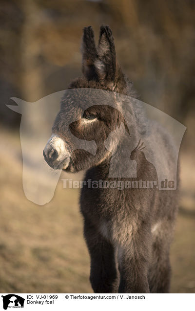 Eselfohlen / Donkey foal / VJ-01969