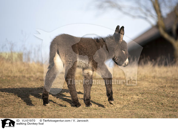 walking Donkey foal / VJ-01970