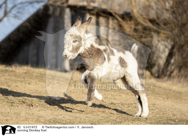 rennendes Eselfohlen / running Donkey foal / VJ-01972
