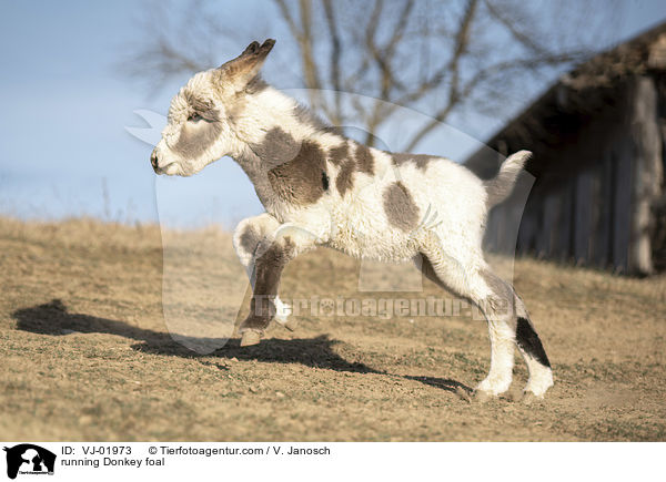 rennendes Eselfohlen / running Donkey foal / VJ-01973