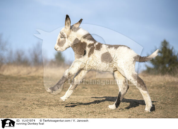 running Donkey foal / VJ-01974