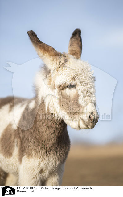 Eselfohlen / Donkey foal / VJ-01975