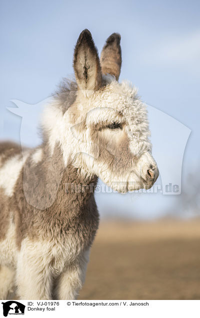 Donkey foal / VJ-01976