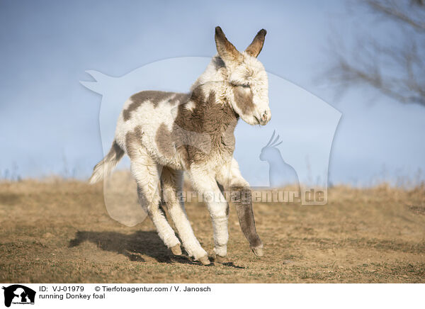 running Donkey foal / VJ-01979