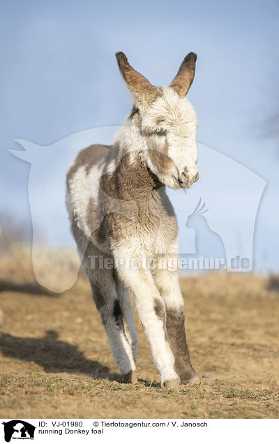 running Donkey foal / VJ-01980