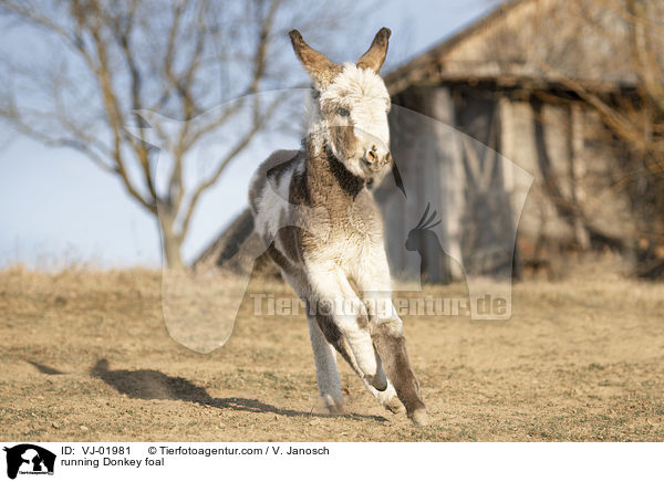 running Donkey foal / VJ-01981