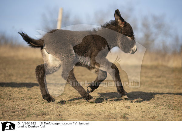 rennendes Eselfohlen / running Donkey foal / VJ-01982