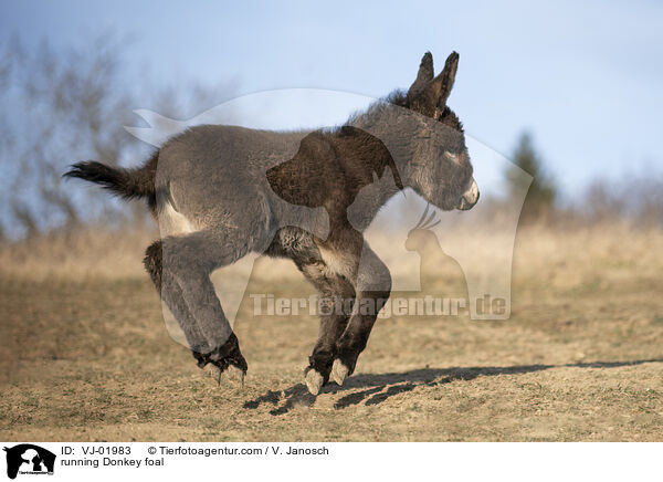 running Donkey foal / VJ-01983