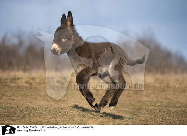 running Donkey foal / VJ-01985