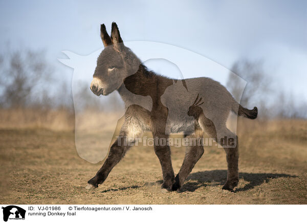 running Donkey foal / VJ-01986