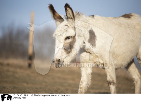Donkey foal / VJ-01988